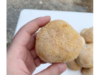 古田猴头菇干货批发 猴头菇5-8cm散装产地直发250g图4