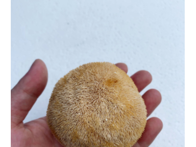 古田猴头菇干货批发 猴头菇5-8cm散装产地直发250g图5