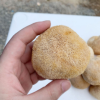 古田猴头菇干货批发 猴头菇5-8cm散装产地直发250g