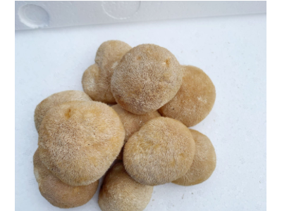 古田猴头菇干货批发 猴头菇5-8cm散装产地直发250g图2