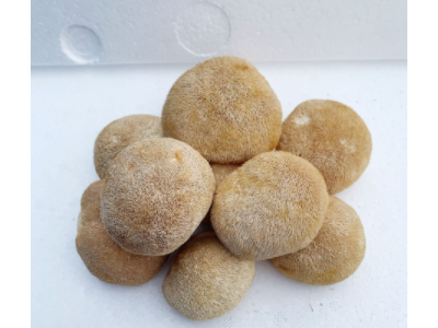 古田猴头菇干货批发 猴头菇5-8cm散装产地直发250g图3