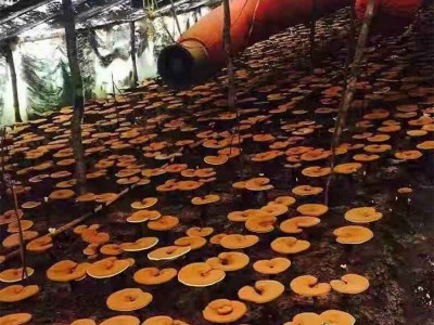 东北特产 长白山 赤灵芝切片 产地直销 批量销售图5