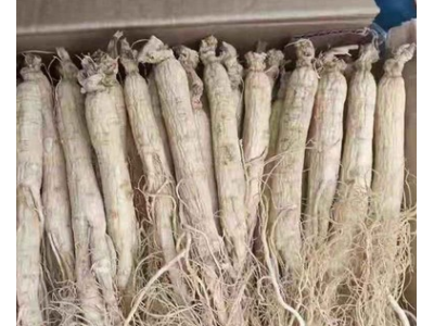 东北特产 长白山人参 生晒白参干人参 产地直发 批量销售图4