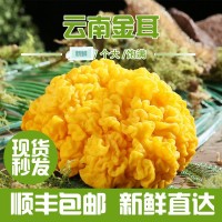 云南金木耳特产食用菌散装煲汤食材食用大朵木耳菌菇鲜货批发