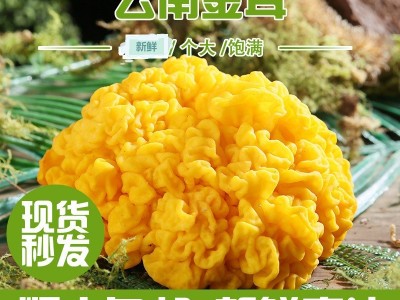 云南金木耳特产食用菌散装煲汤食材食用大朵木耳菌菇鲜货批发图5