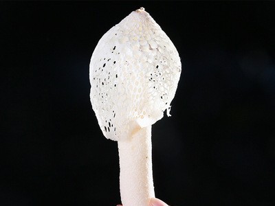 云南特产新鲜竹荪500g散装食用菌竹荪煲汤食材产地批发菌菇鲜货图4