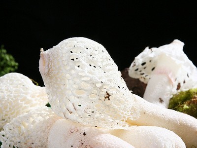云南特产新鲜竹荪500g散装食用菌竹荪煲汤食材产地批发菌菇鲜货图3
