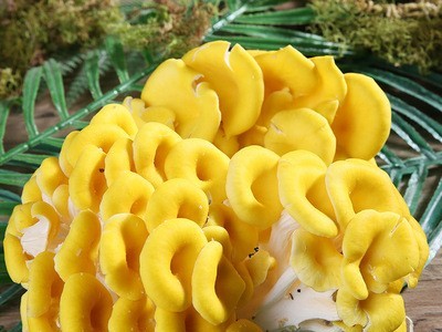 产地直供食用鸡油菌云南新鲜鸡油菌汤包食材批发云南特产菌菇鲜货图4