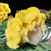 产地直供食用鸡油菌云南新鲜鸡油菌汤包食材批发云南特产菌菇鲜货