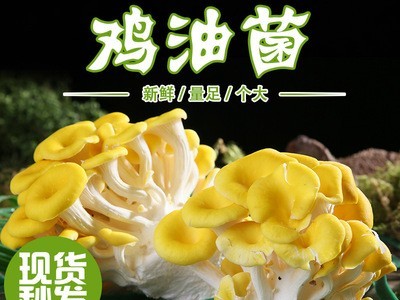 产地直供食用鸡油菌云南新鲜鸡油菌汤包食材批发云南特产菌菇鲜货图2