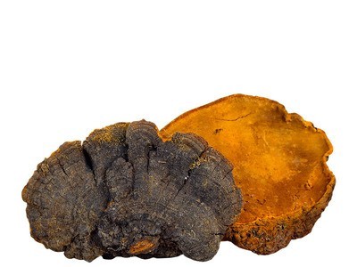 新货西藏金边桑树桑黄500g批发野生灵芝菌 免费切片磨粉 一件代发图5