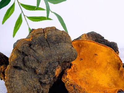 新货西藏金边桑树桑黄500g批发野生灵芝菌 免费切片磨粉 一件代发图3