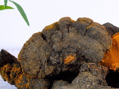 新货西藏金边桑树桑黄500g批发野生灵芝菌 免费切片磨粉 一件代发图2