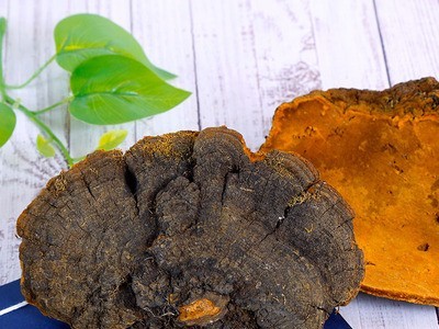 新货西藏金边桑树桑黄500g批发野生灵芝菌 免费切片磨粉 一件代发图4