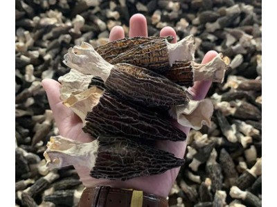 产地货源羊肚菌干货剪脚云南直供菌菇土特产煲汤现货批发诚招代理图5