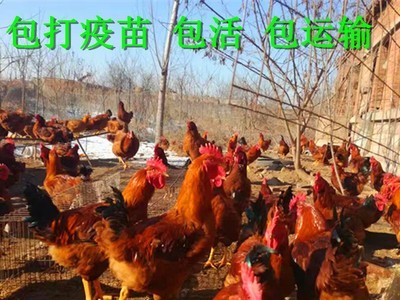 陕西省大红公鸡苗 380鸡苗 红玉鸡苗孵化场图2