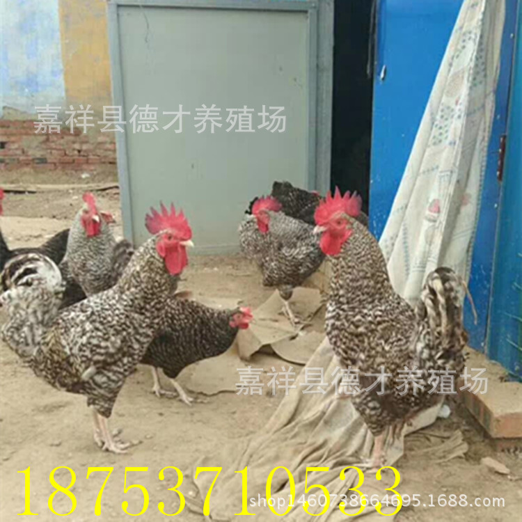 453873813283187015_副本_副本.jpg