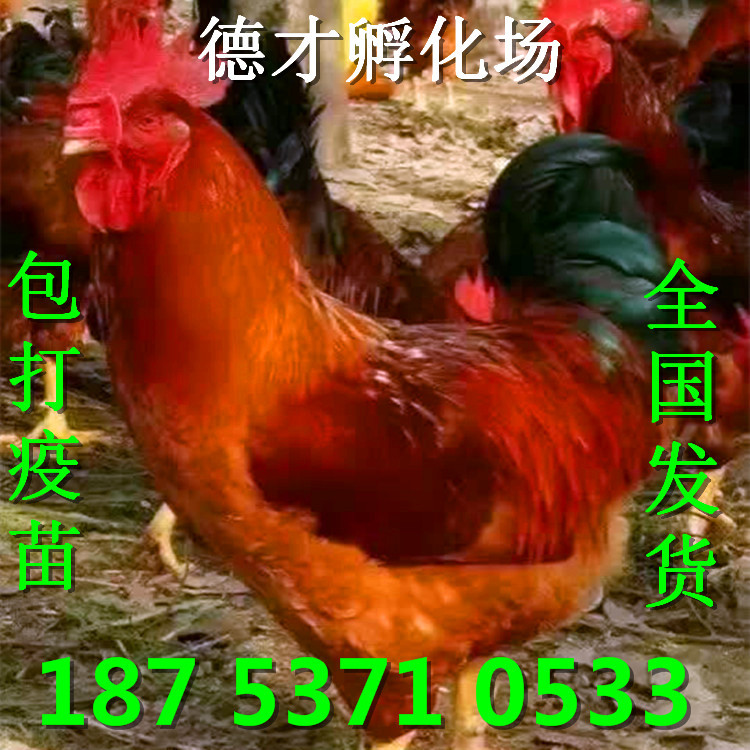 533099759724311967_副本_副本.jpg