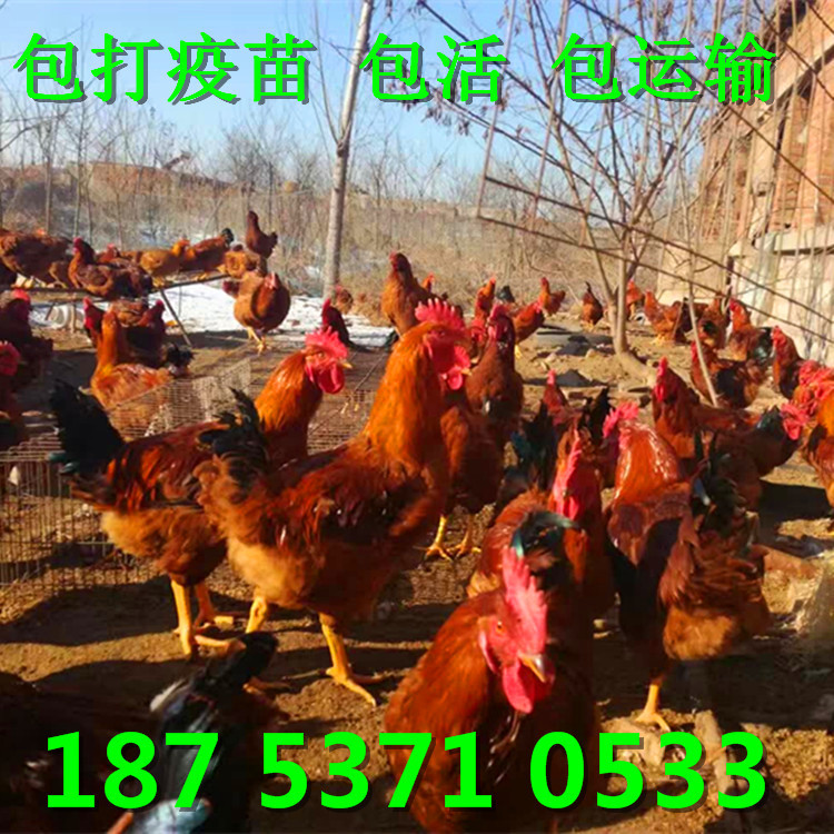 874696603568919016_副本.jpg