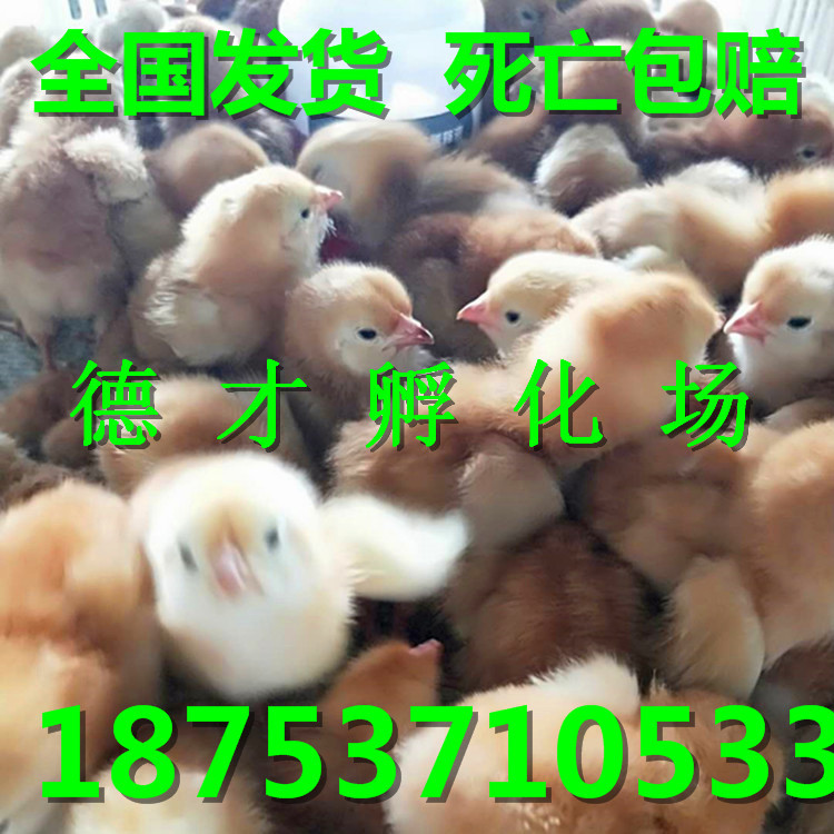 微信图片_20180415152236_副本.jpg