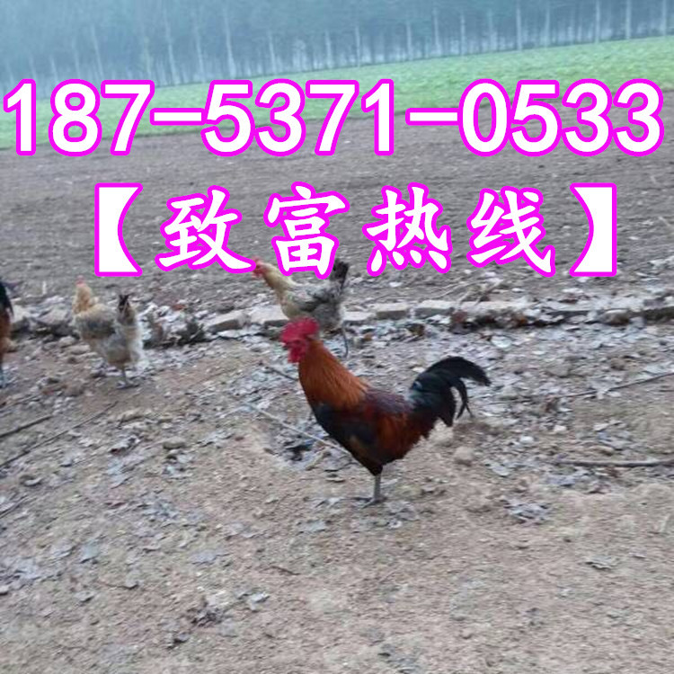 805251199751797518_副本_副本