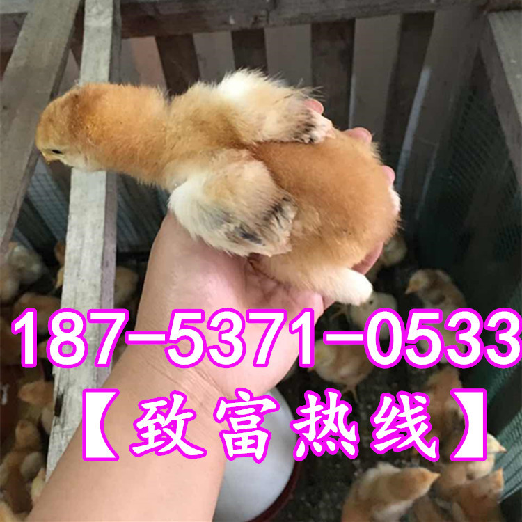 815410623428176048_副本_副本