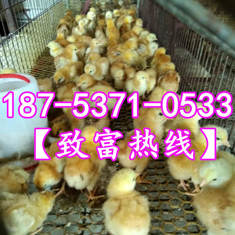 916345819035272970_副本_副本