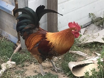 淄博芦花鸡报价！笨鸡苗、红玉鸡苗、九斤红鸡苗、土鸡苗图2