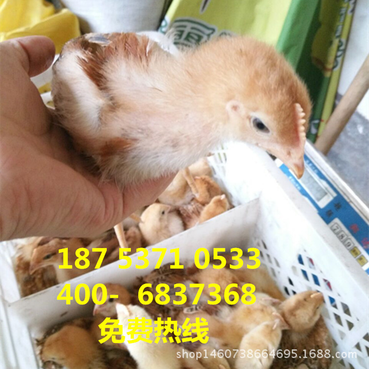 QQ图片20160502180220_副本_副本
