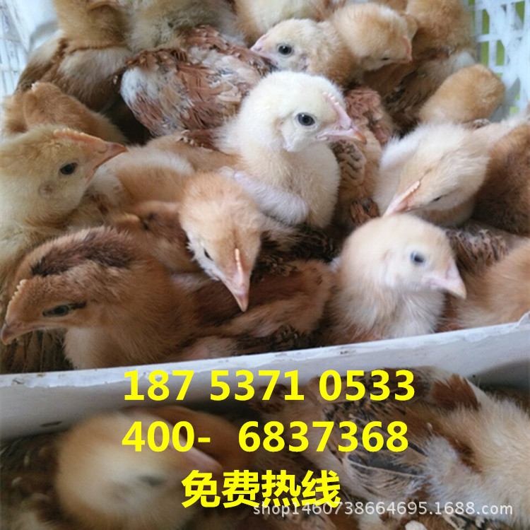 QQ图片20160502180209_副本_副本