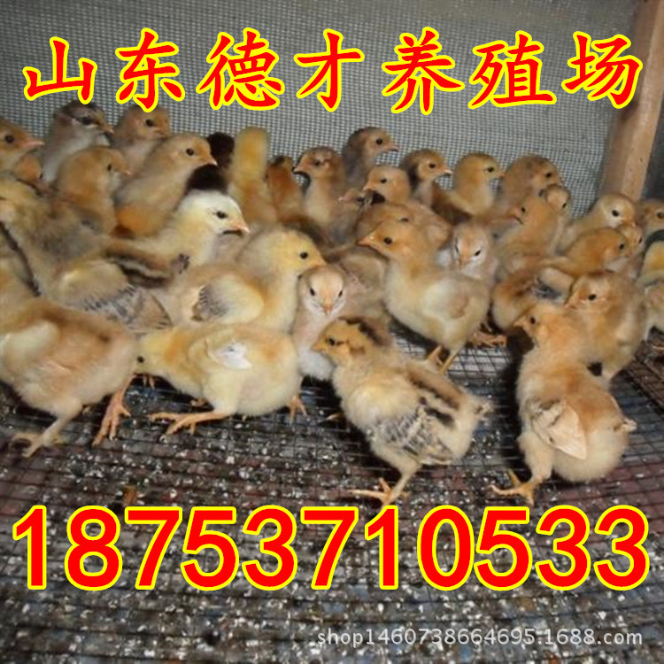 b201105201624187829_副本