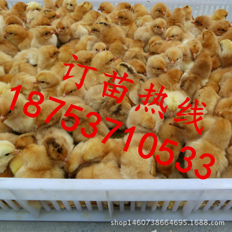 950459547_884867846_副本_副本