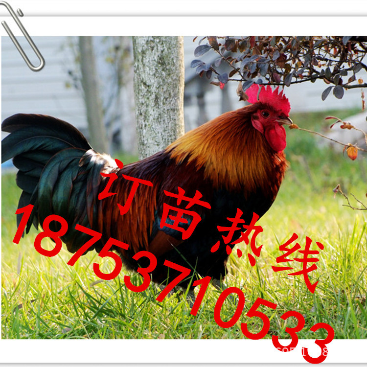 23454177e4z4m9d9rg4xju_副本_副本