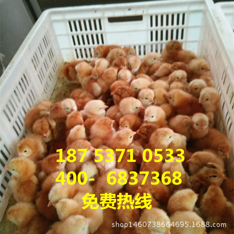 QQ图片20160502180213_副本_副本