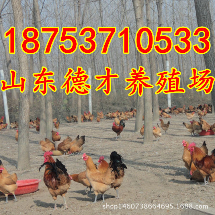 415753384_1698805991_副本