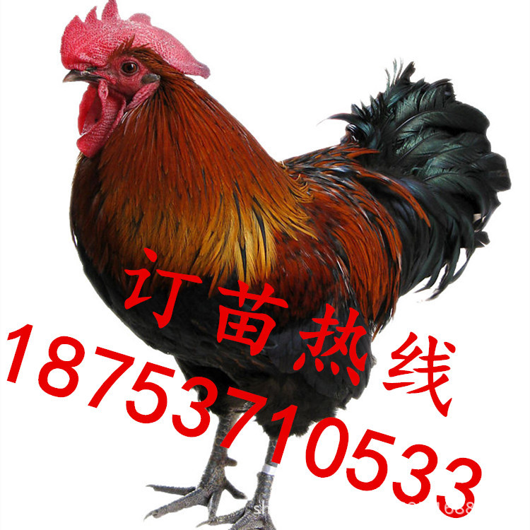 4130142_095712089732_2_副本_副本