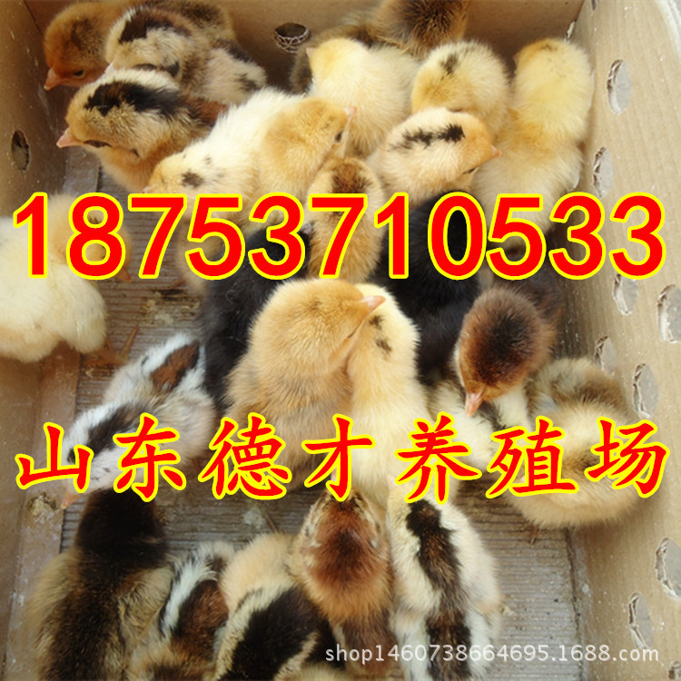 386434303_708136365_副本