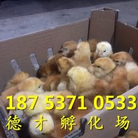 遵义市出售受精种蛋 哪里有九斤黄鸡种蛋 九斤红鸡种蛋包受精