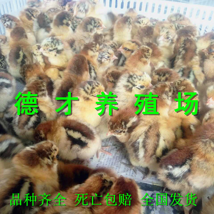 微信图片_20170829221617_副本
