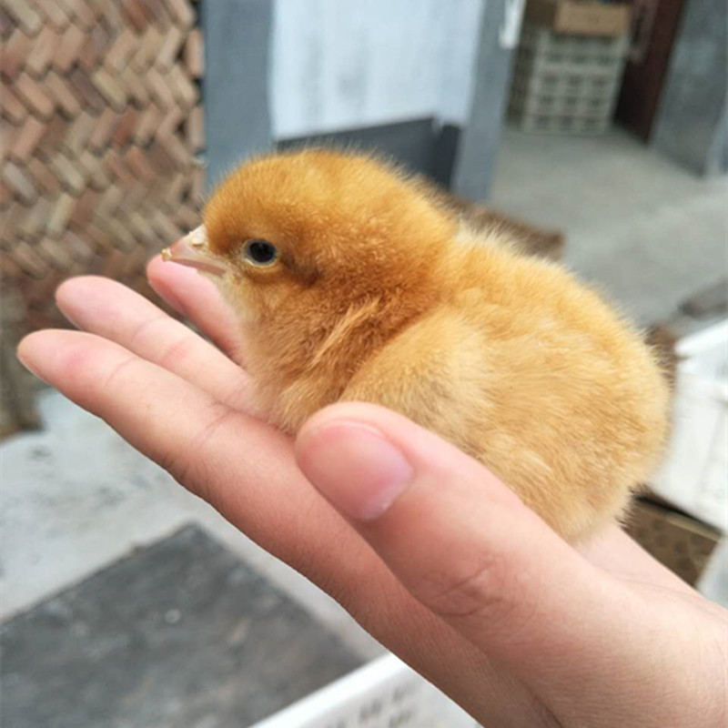 微信图片_20170616153447_副本.jpg