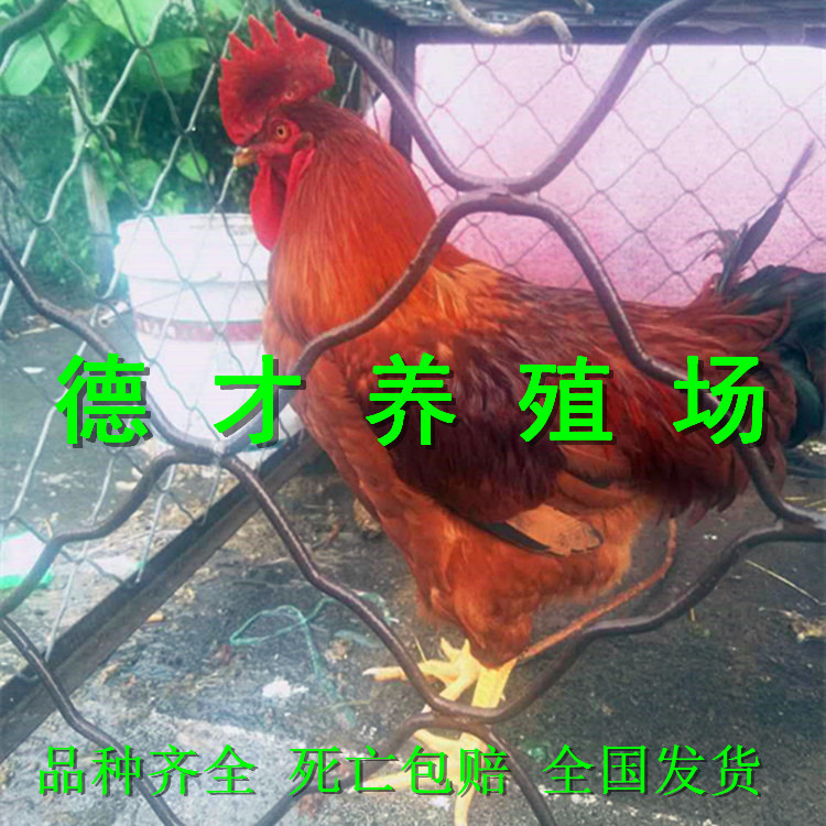 微信图片_20170820171724_副本.jpg