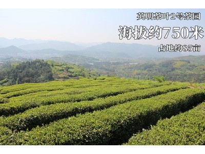 2021 新茶 明前龙井 每日直播 大佛龙井胜西 头采 英明 半斤图4