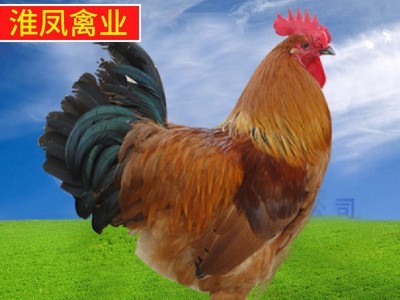 常年大量出售：草鸡、柴鸡、笨鸡、土鸡、边鸡、土杂鸡图2