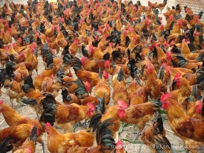 常年大量出售：草鸡、柴鸡、笨鸡、土鸡、边鸡、土杂鸡图4