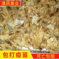 淮南王麻黄鸡大量销售草鸡苗、柴鸡苗、笨鸡苗/土鸡