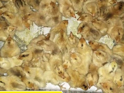淮南王麻黄鸡大量销售草鸡苗、柴鸡苗、笨鸡苗/土鸡图4
