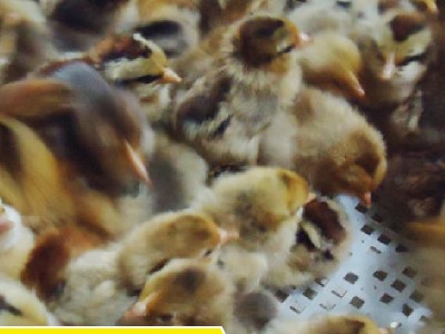 长期供应淮南麻鸡苗 生态健康麻鸡苗存活率高 淮南散养土鸡苗批发图2