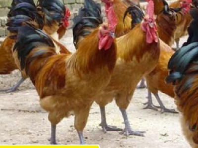 淮南王麻黄鸡系列草鸡生长速度快散养土鸡苗加回收图3