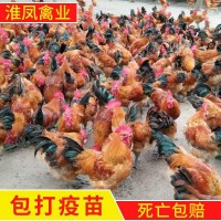 淮南养殖场批发土公鸡苗 草鸡成活率高 柴鸡苗 笨鸡苗 散养土鸡苗