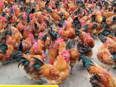 淮南养殖场批发土公鸡苗 草鸡成活率高 柴鸡苗 笨鸡苗 散养土鸡苗图5